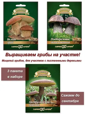 семена грибов, мицелий грибов Гавриш 28420604 купить в интернет-магазине  Wildberries