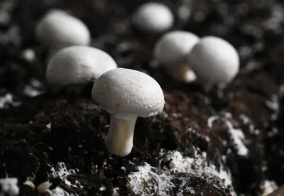 Выращивание грибов в домашних условиях: технология, условия, как начать с  нуля
