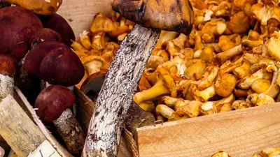 Санкт-Петербург | Синоптик Колесов удивился количеству грибов в лесах  Ленобласти - БезФормата
