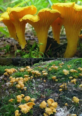Ядовитые грибы лисички - 30 фото