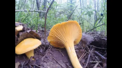 Лисички грибы фото и описание. Как выглядит гриб лисичка фото с описанием.  | Рыбачил.ru