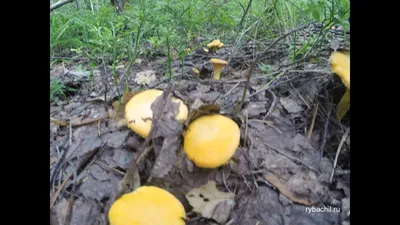 Лисички грибы фото и описание. Как выглядит гриб лисичка фото с описанием.  | Рыбачил.ru