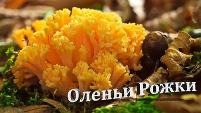 Оленьи рожки» растут без шляпки и ножки | Север-Пресс