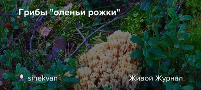 ЧЕМ ОТЛИЧАЮТСЯ РОГАТИКИ: Клавикорона крыночковидная и Рамария/Artomyces  pyxidatus vs Ramaria - YouTube