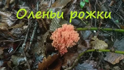 Оленьи рожки (Ramaria) | Пикабу