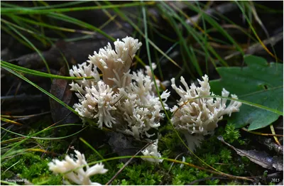 Рамария жёлтая (Ramaria flava) | Медвежьи лапки, Коралл