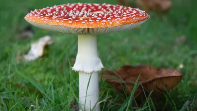 Я вырастил грибы: как суперматериалы будущего поедают пластик | РБК Тренды
