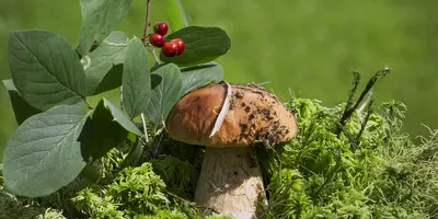 Как правильно искать грибы - Лайфхакер