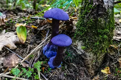 В лесу растут грибы удивительного цвета, просто невозможно оторвать взгляд  - RU.DELFI