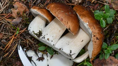 Какие грибы собирают в Германии – DW – 26.09.2017