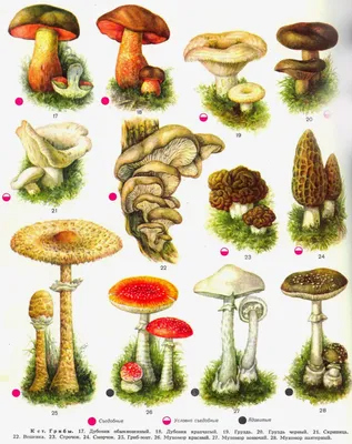 Грибы, Дикие грибы, Растения