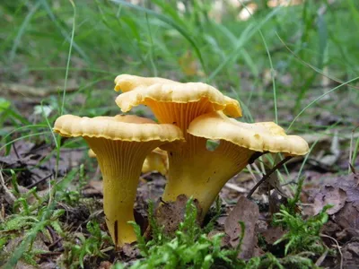 ФОТО | В ноябре все еще можно собирать грибы? - Delfi RUS