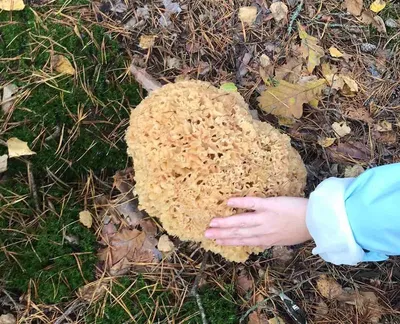 Необычные грибы Беларуси