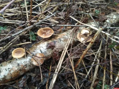Весенние грибы обнаружили под Псковом. ФОТО : Псковская Лента Новостей / ПЛН