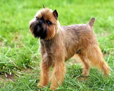 Брюссельский гриффон (Brussels Griffon) - это веселая, дружелюбная и  немного капризная порода собак. Фото, описание и отзывы.