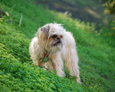 Брюссельский гриффон (Brussels Griffon) - это веселая, дружелюбная и  немного капризная порода собак. Фото, описание и отзывы.