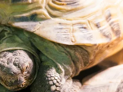 Черепаха Грифовая, Temminckii Macrochelys Стоковое Фото - изображение  насчитывающей способно, хищник: 99159678