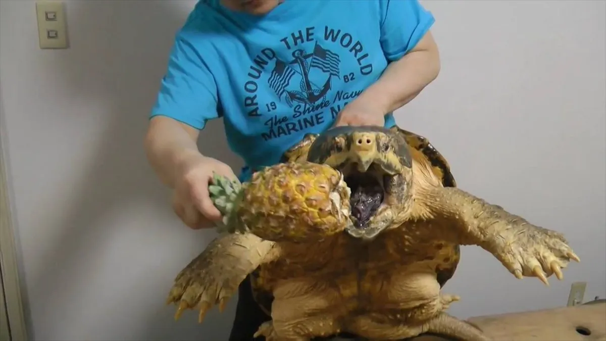 Черепахи и нет им конца трейлер. Грифовая черепаха укус. Грифовая черепаха ест ананас. Гигантская грифовая черепаха. Грифовая черепаха самая большая.