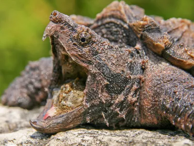 Pin by Carl on Reptile Reference | Snapping turtle, Alligator snapping  turtle, Turtle