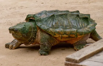 Alligator snapping turtle - Грифовая черепаха, или аллигаторовая черепаха |  Snapping turtle, Alligator snapping turtle, Freshwater turtles