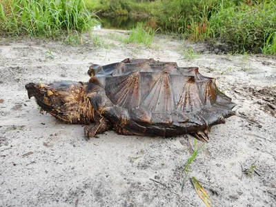 Macrochelys suwanniensis (Сувоннийская грифовая черепаха) - Черепахи.ру