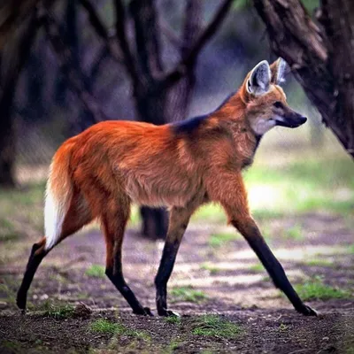 These animals - Гривистый волк (Chrysocyon brachyurus)... | Facebook