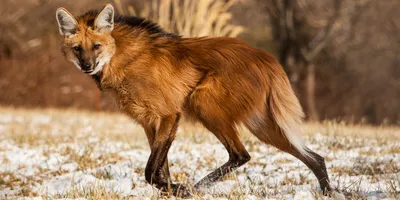 ГРИВИСТЫЙ ВОЛК (Chrysocyon brachyurus)Впервые услышав название этого вида,  пред моим внутренним взор / гривистый волк :: живность :: Книга животных /  смешные картинки и другие приколы: комиксы, гиф анимация, видео, лучший  интеллектуальный юмор.