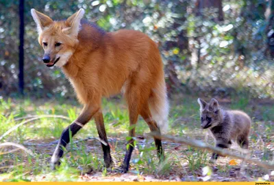 Гривистый волк (лат. Chrysocyon brachyurus) | Maned wolf, Wild dogs,  Animals wild