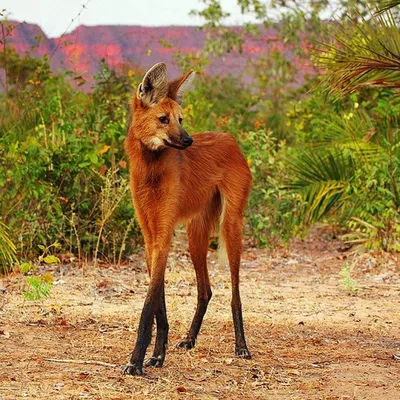 Гривистый волк, он же #гуара, или агуарачай (#Chrysocyon_brachyurus),  обитает исключительно в Южной Америке. Необычной внеш… | Maned wolf, Pretty  animals, Wild dogs