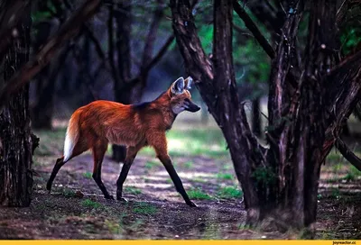 Гривистый волк (Maned wolf) | Пикабу