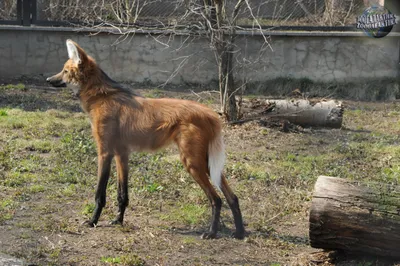 ГРИВИСТЫЙ ВОЛК (Chrysocyon brachyurus)Впервые услышав название этого вида,  пред моим внутренним взор / гривистый волк :: живность :: Книга животных /  смешные картинки и другие приколы: комиксы, гиф анимация, видео, лучший  интеллектуальный юмор.