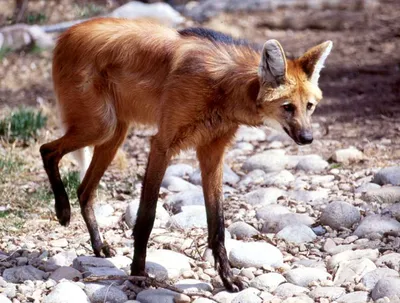 maned wolf | A Maned Wolf with a very big yawn | kuronekochan | Flickr