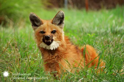 Гривистый или гривастый волк (лат. Chrysocyon brachyurus)