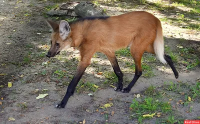 Гривистый волк, гуара,... - Московский зоопарк/Moscow Zoo | Facebook