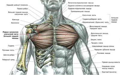 Как накачать мышцы груди? Эффективные упражнения на грудь. Советы и  рекомендации тренера - Чемпионат