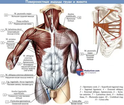 Как накачать грудные мышцы | Let's-Fit