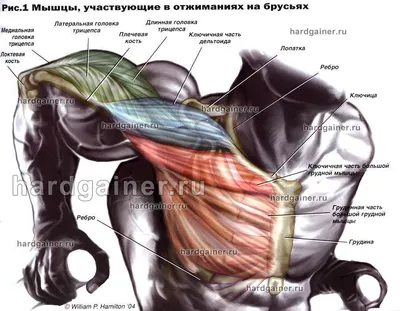 Комплекс упражнений на грудные мышцы | Как накачать грудь – ДОН-Спорт