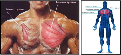 Как накачать грудные мышцы дома и подчеркнуть нижний пучоек мышц. | health  and beauty | Дзен