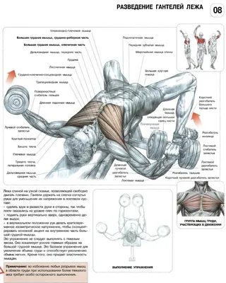 Тренировочные комплексы на трицепс и грудные мышцы | Пикабу
