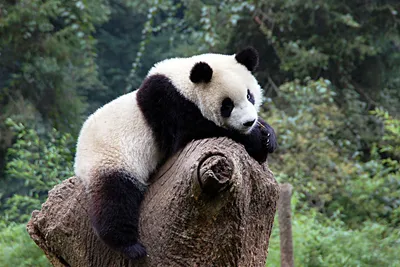 Грустная панда фото