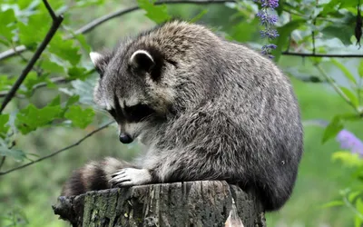 Енотик | Animal wallpaper, Cute raccoon, Animals