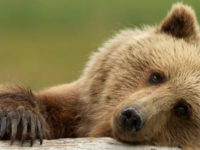 Грустный медведь на огромной ветке …» — создано в Шедевруме