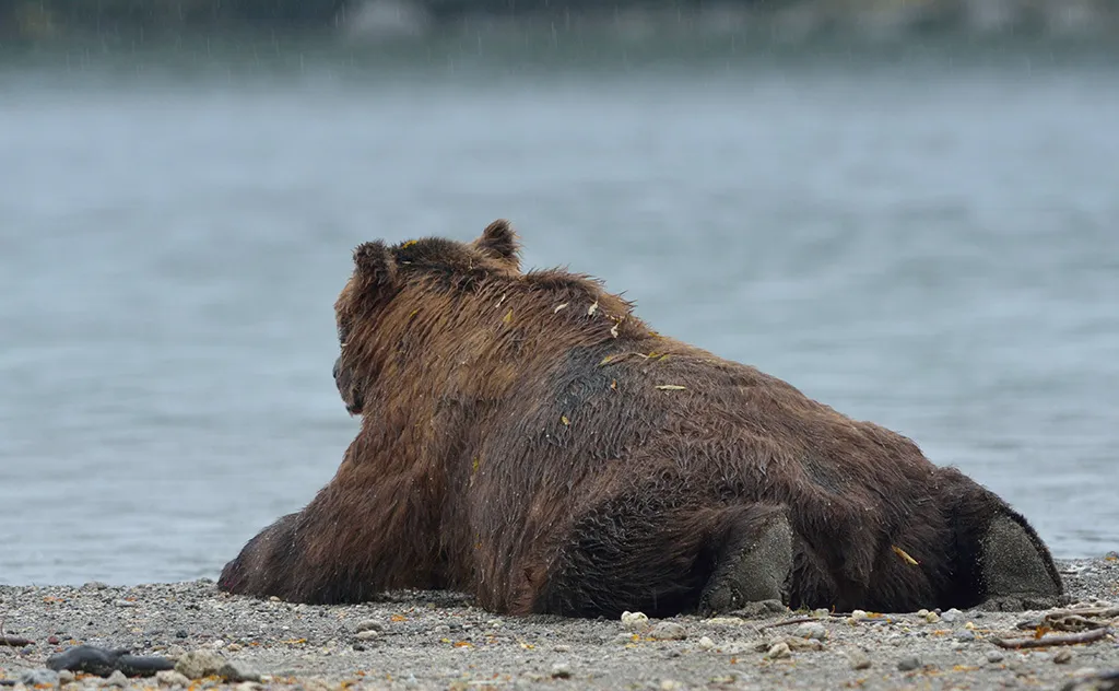 Погода медведов. Сеголетка медведь. Медведь под дождем. Камчатский медведь ест рыбу. Спина Камчатского медведя.