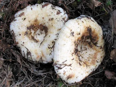 Съедобные грибы: Груздь настоящий. Груздь сырой (Lactarius resimus). Фото,  описание, произрастание, категория, употребление