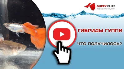 Гибриды Гуппи Full Red Albino + Dumbo platinum red tail слоновьи уши -  YouTube