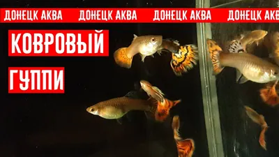 секреты разведения Гуппи, Poecilia reticulata, Breeding guppies,  Reproducción de guppies, - YouTube