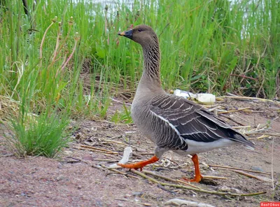 Тундровый гуменник - eBird