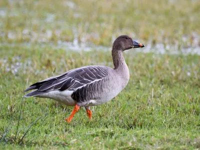 Тундровый гуменник - eBird