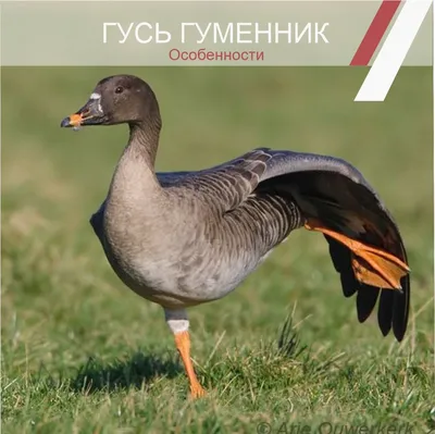 Тундровый гуменник - eBird