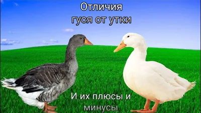 Чем гусь отличается от утки. Их плюсы и минусы содержания. - YouTube